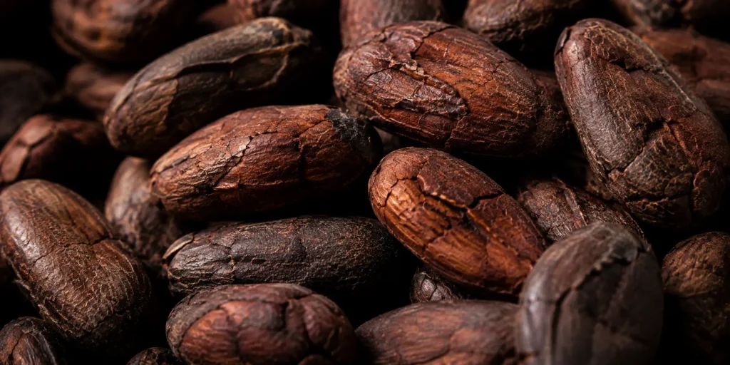 Close-up of well-fermented dried cocoa beans showing quality and colour, supplied by BV Integrated Ltd